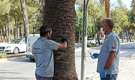 Phoenix tipi palmiye ağaçlarına çok büyük zarar veren, önlem alınmadığı