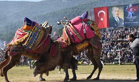Torbalı’da geleneksel olarak düzenlenen ‘Deve Güreşi Festivali’nin bu yıl 14’üncüsü