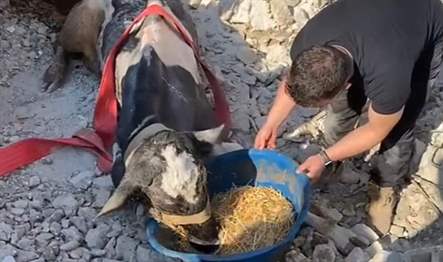 Gölcük Belediyesi ekipleri, depremin 17. gününde; çöken bir ahırdan gelen