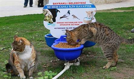 Bayraklı Belediyesinin barınma ve beslenme sorunu yaşayan sokak kedileri için