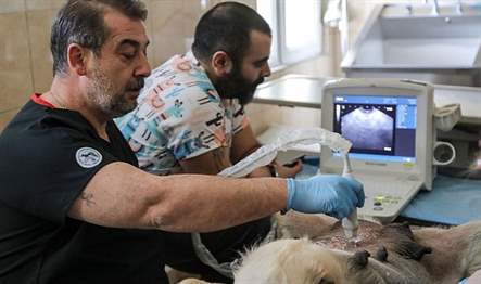 Çankaya Belediyesi Sahipsiz Sokak Hayvanları Geçici Bakımevi ve Rehabilitasyon Merkezi’ndeki