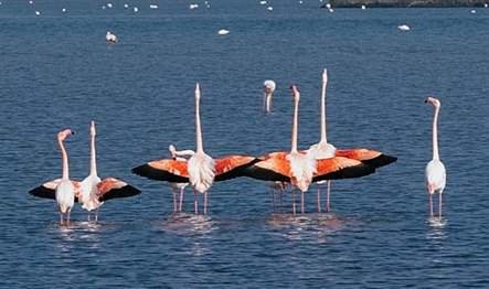 İzmir Büyükşehir Belediyesi ve Doğa Derneği’nin işbirliğiyle 26 Mart Pazar