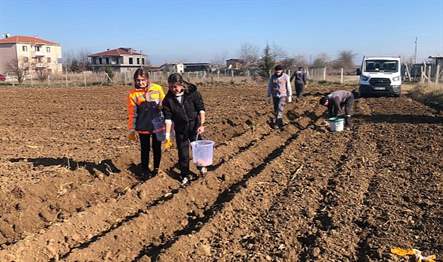 Lüleburgaz Belediyesi, belediyeye ait tarım arazilerinde halk için üretime devam