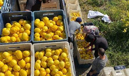 ŞOK Marketler, deprem bölgesinin ekonomik olarak güçlendirilmesi ve tarım üretiminin