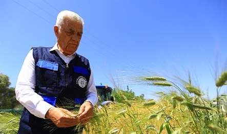 Muğla Büyükşehir Belediyesi 434 dönüm arazisine ekimini yaptığı yem bitkisi