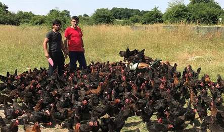 Büyükşehir, “Doğal Salma Yumurta Tavukçuluğu Projesi”nde üreticilere yüzde 50 hibeli