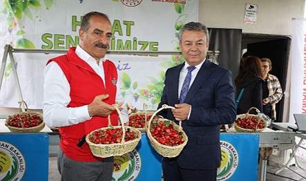 Kiraz üretiminde 700 bin tonluk rekolteyle dünya lideri olan Türkiye,