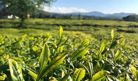 Lipton Türkiye, Doğu Karadeniz’de çay hasadına 17 Mayıs Çarşamba günü