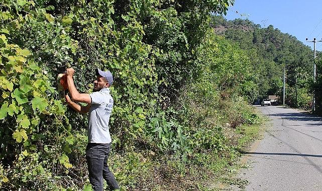 Antalya Büyükşehir Belediyesi Park Bahçeler Daire Başkanlığı ekipleri, Kemer Çıralı'da