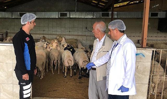 Kurban Bayramı’na sayılı günler kala, Bayrampaşa’daki küçükbaş kurban satış ve