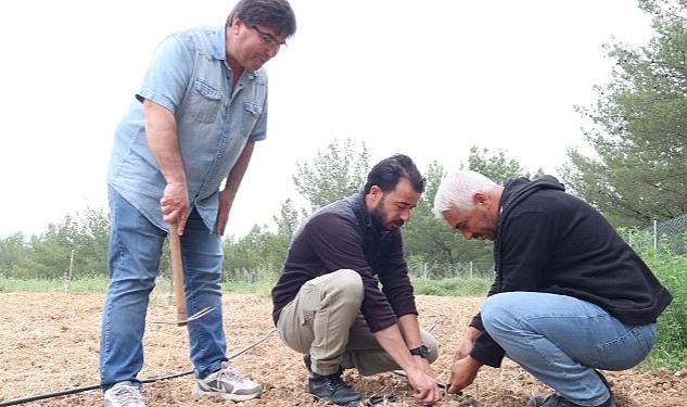 Bornova Belediyesi coğrafi işaret tescilini aldığı Bornova Kınalı Bamyası’nın orijinal