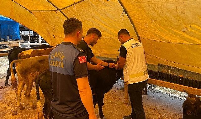 Canik Belediyesi, ilçede Kurban Bayramı hazırlıklarını yoğun bir şekilde sürdürüyor.