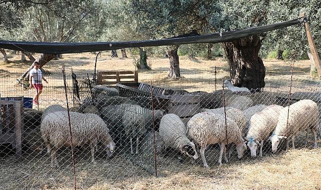 Edremit Belediyesi, Kurban Bayramı'nda vatandaşların sağlıklı şartlarda, dini yükümlülüklerini en