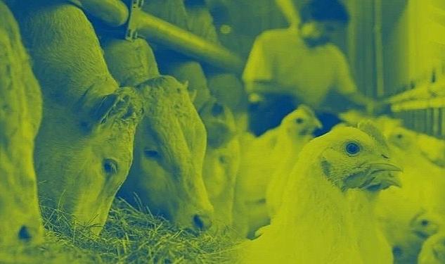 100 yılı aşkın deneyimiyle hayvan beslemenin global lideri Nutreco, 2022