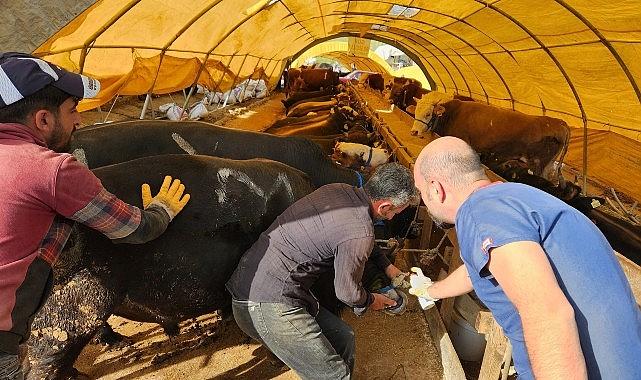 Keçiören Belediyesi veteriner hekimleri ilçedeki Karşıyaka Mahallesi’nde bulunan  kurban pazarında