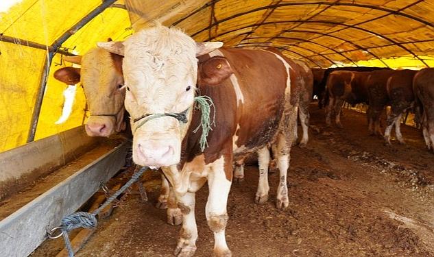 Keçiören Belediyesi tarafından ilçedeki Karşıyaka Mahallesi’nde bulunan Mahmudiye ve Demir