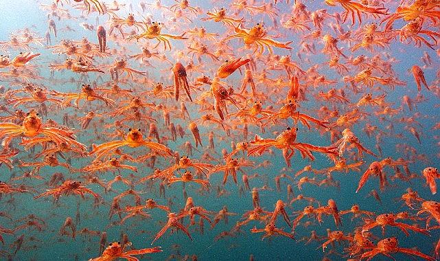 Yeni BBC Earth belgeseli “Okyanustaki Casus” casus yaratıkların maceralarını ve
