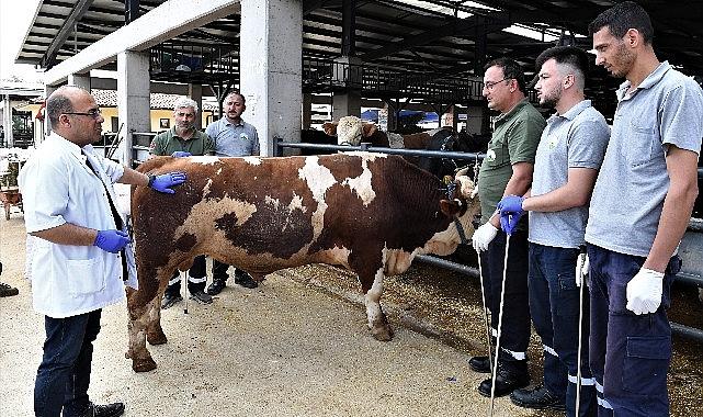 Osmangazi Belediyesi kurban yakalama timleri Kurban Bayramı öncesi kaçan kurbanlıklara