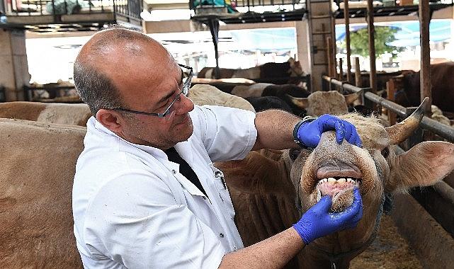 Osmangazi Belediyesi, bünyesinde çalışan uzman veterinerler kurban pazarlarında gebe hayvan