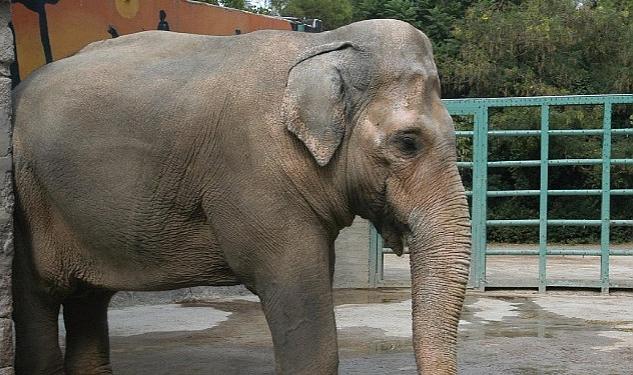 Kültürpark’taki kapatılan hayvanat bahçesinde uzun yıllar tek başına kaldıktan sonra