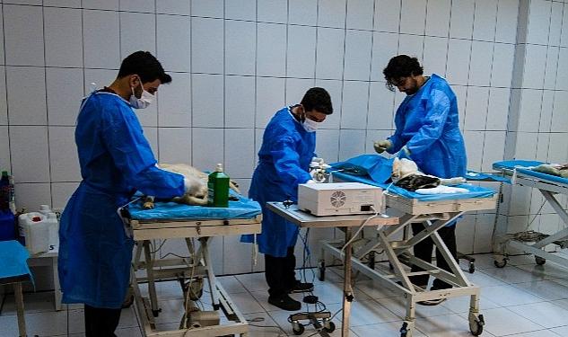 Van Büyükşehir Belediyesi Hayvan Bakım ve Rehabilitasyon Merkezi 2023 yılının