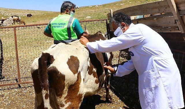 Antalya Büyükşehir Belediyesi hayvancılığı sürdürmek, geliştirmek ve desteklemek amacıyla gerçekleştirdiği