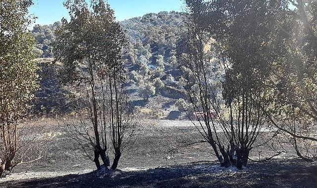 Aydın Büyükşehir Belediyesi İtfaiyesi, Germencik’te otoban kenarında çıkan ve zeytinlik
