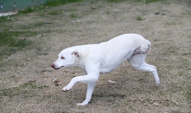 Karşıyaka Belediyesi Örnekköy Geçici Köpek Bakımevi ve Rehabilitasyon Merkezi, trafik