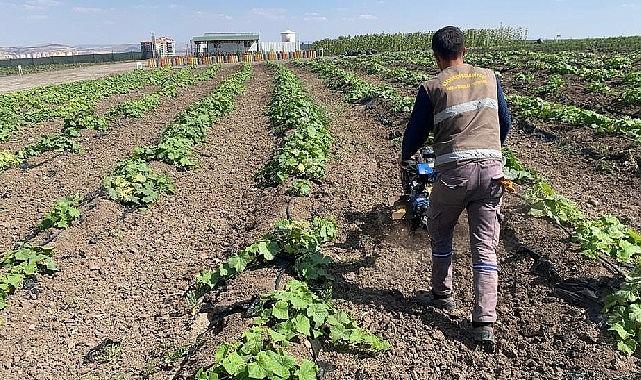 Keçiören Belediyesi tarafından ilçedeki Bağlum’da 20 dönümlük alana kurulan yaz
