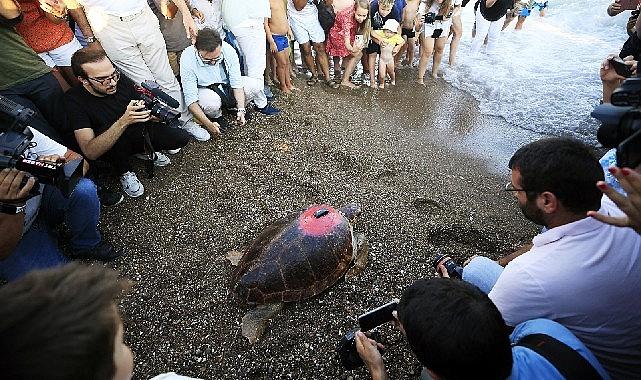 Yaklaşık 2,5 yıl önce sahilde halsiz bir şekilde bulunan Caretta