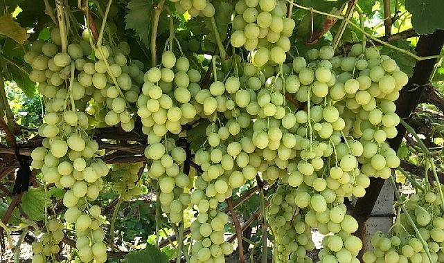 Ege Bölgesi’nin önemli ihraç ürünlerinden, düşük şeker oranı ile erkenci