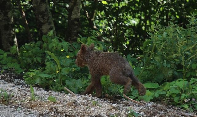 Büyükşehir’in Ormanya Doğal Yaşam Parkı’nda tedavisi tamamlanan yavru boz ayı