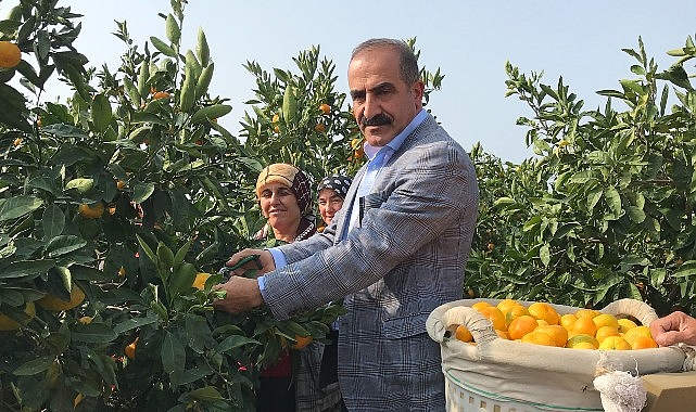 Narenciye ürünlerinin Ege Bölgesi’ndeki rekoltesi 2023/24 sezonunda geçen sezona göre