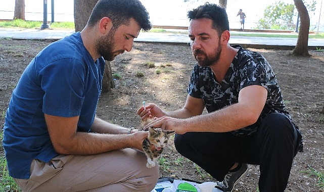 Antalya Büyükşehir Belediyesi Karaalioğlu Parkı’nda ve Kaleiçi’nde bulunan sahipsiz kedi