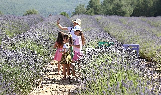 Muğla Büyükşehir Belediyesi Koku Vadisi Lavanta Bahçesi yaklaşık 10 bin