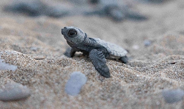Mavi, sürdürülebilir bir doğa için gönüllülük bilincini geliştirmeyi amaçladığı Indigo Turtles projesiyle Ekolojik Araştırmalar