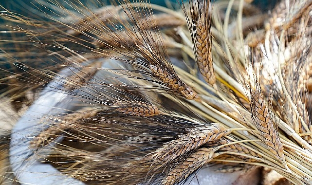 Türkiye’nin ilk sakin şehri Seferihisar’da, kültür, sanat ve tarım şenlikleri