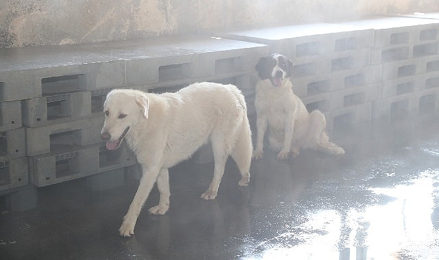 Bağcılar Belediyesi’ne ait Hayvan Barınma ve Müşahade Merkezi’nde kedi ve