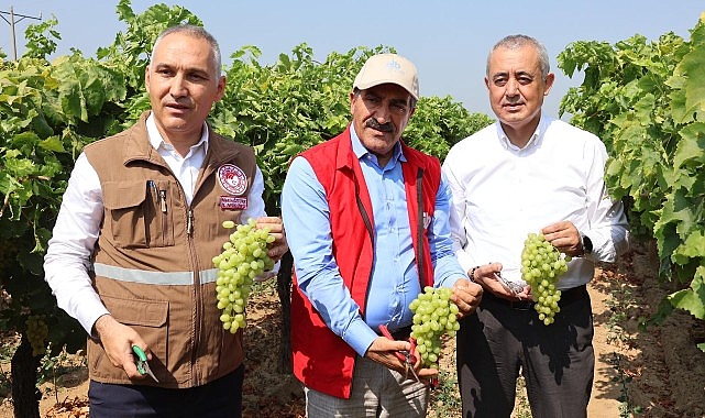 Ege’nin önde gelen tarımsal ihraç ürünlerinden Sultani cinsi sofralık çekirdeksiz