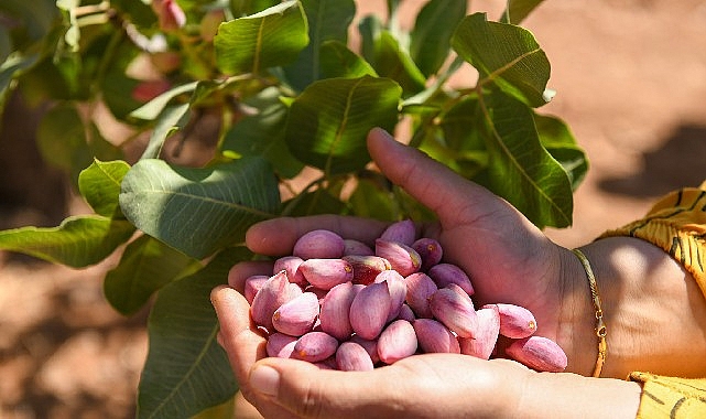 Nestlé DAMAK ve TEMA Vakfı’nın 2011 yılında temellerini attığı “Fıstığımız