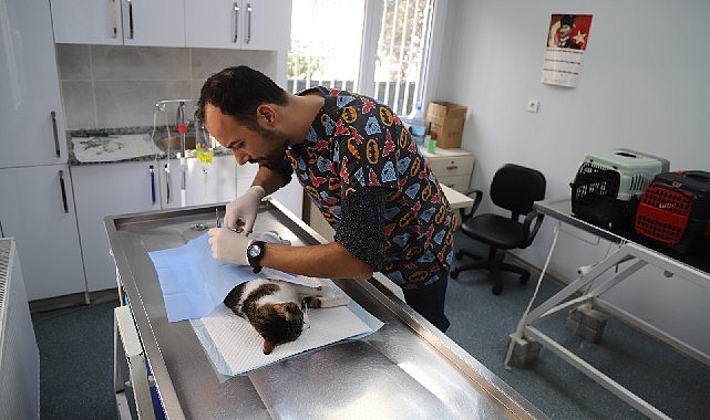 Menderes Belediyesi sokak hayvanlarına yönelik çalışmaları kapsamında 2019 yılından bugüne
