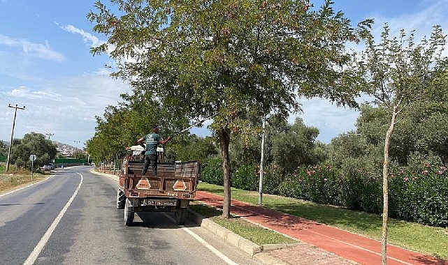 Milas genelindeki ağaç ve çalı gruplarının kente daha estetik görüntü