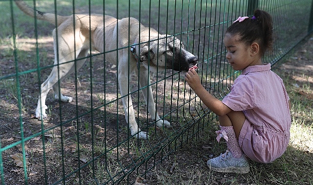 Antalya Büyükşehir Belediyesi, sokağa terk edilen yavru can dostlara otur-kalk
