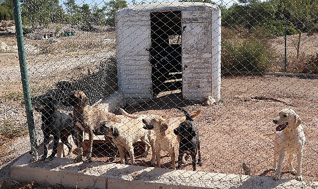 Kedi-köpek maması üretim ve ihracatında zirvede yer alan Ege Hububat