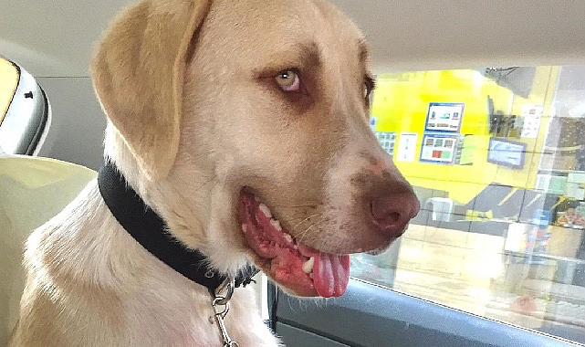 Kadıköy’de barınaktan görme engelli bir köpek sahiplenen Başak Kuş, uygun