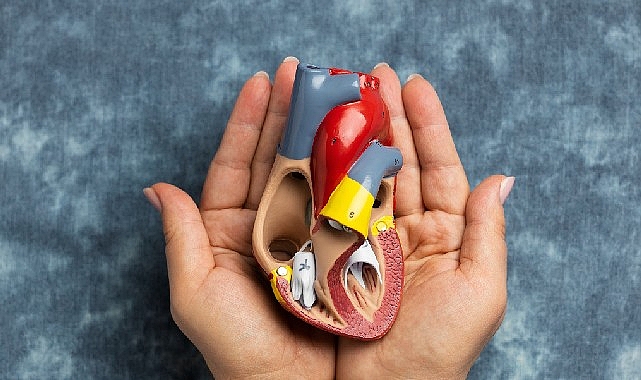 Liv Hospital Genel Cerrahi Uzmanı Prof. Dr. Hasan Taşçı “Organ