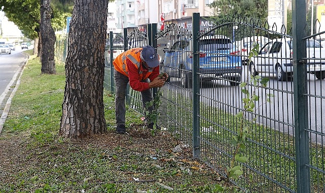 Antalya Büyükşehir Belediyesi, Muratpaşa ilçesi Etiler Mahallesi’nde refüjde çiçeklendirme çalışması