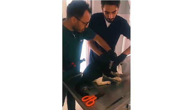 Kartepe Belediyesi Sokak Hayvanları Geçici Bakım Evi Rehabilitasyon Merkezi ekipleri