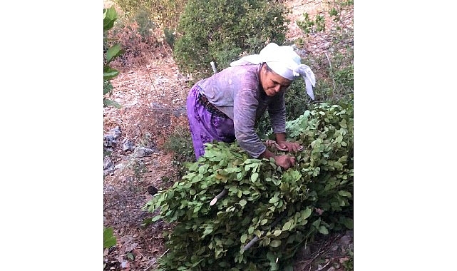 Muğla Büyükşehir Belediyesi Tarım Güçbirliği Kooperatifi 5 ton defne yaprağı