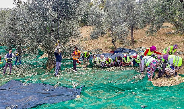Nefaset ve kalitesi ile körfezde zeytinyağı alanında en çok tercih